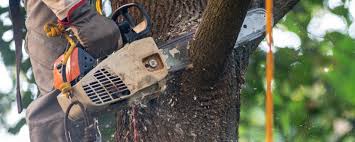 Trusted Giddings, TX Tree Services Experts