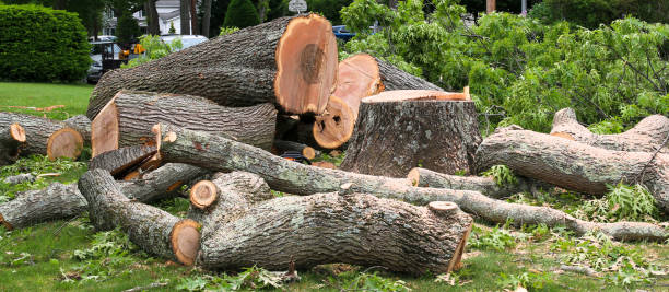 Best Emergency Tree Removal  in Giddings, TX